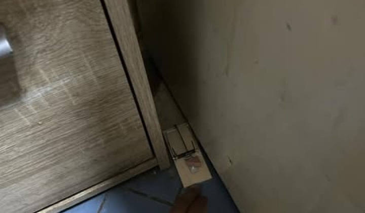 Rozvojový tím v akcii / Ako sa zbaviť škodcov - foto