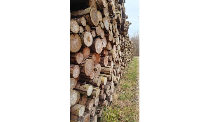 Fotka pre článok Vydanie súhlasu na výrub drevín rastúcich mimo les v zmysle § 47 ods. 3 zákona č. 543/2002 Z. z. o ochrane prírody a krajiny na parc. č. C-KN 63/1 k.ú. obce Vyšný Mirošov